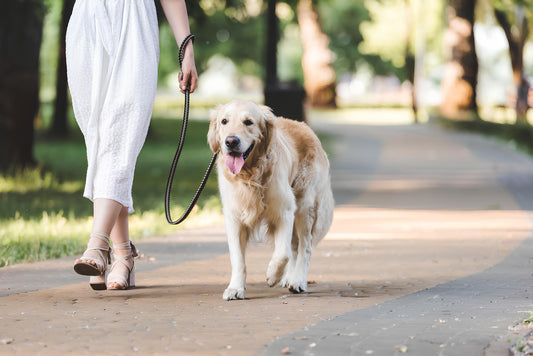 12 Very Useful Dog Training Tips