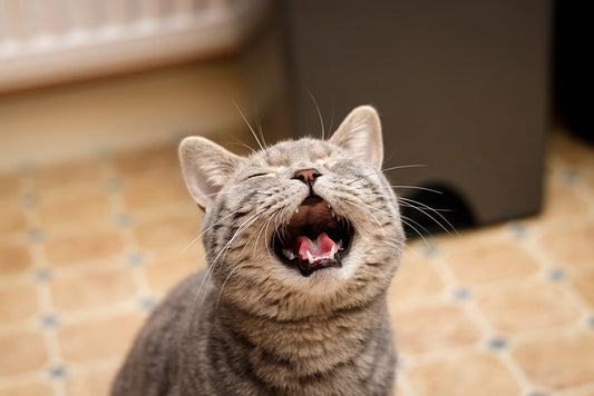 Why Do Cats Meow So Much? Understanding Feline Communication