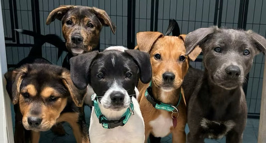Ultimate Guide to Dog Adoption in NYC, New Jersey, and Philadelphia: Costs, Process, and Best Shelters