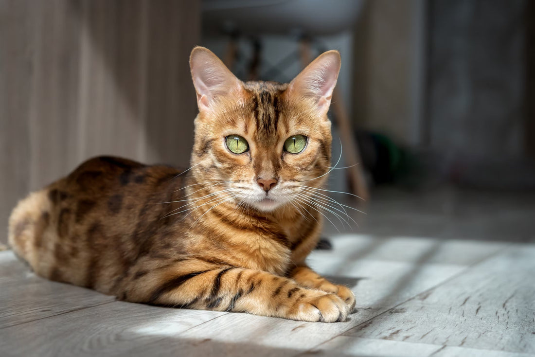 Top 10 Cat Breeds That Shed the Least Hair (Low-Shedding & Hypoallergenic Picks)