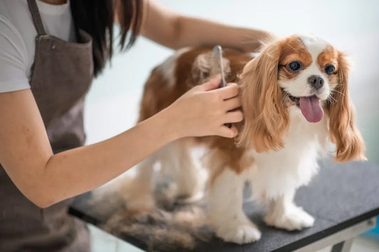 How to Take Care of a Dog: A Vet-Approved Guide for Dog Parents