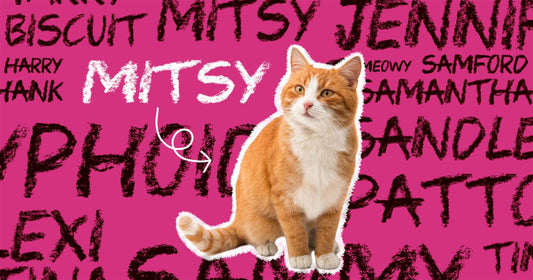 Unique Girl Cat Names: Cute and Meaningful Options for Your Female Feline