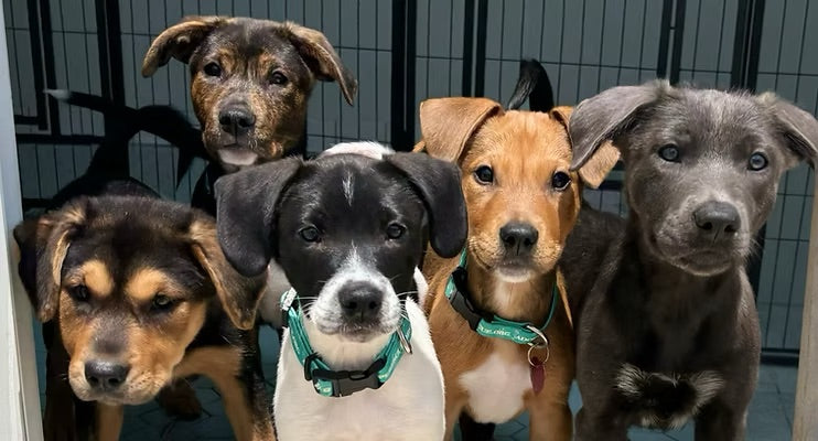 Ultimate Guide to Dog Adoption in NYC, New Jersey, and Philadelphia: Costs, Process, and Best Shelters